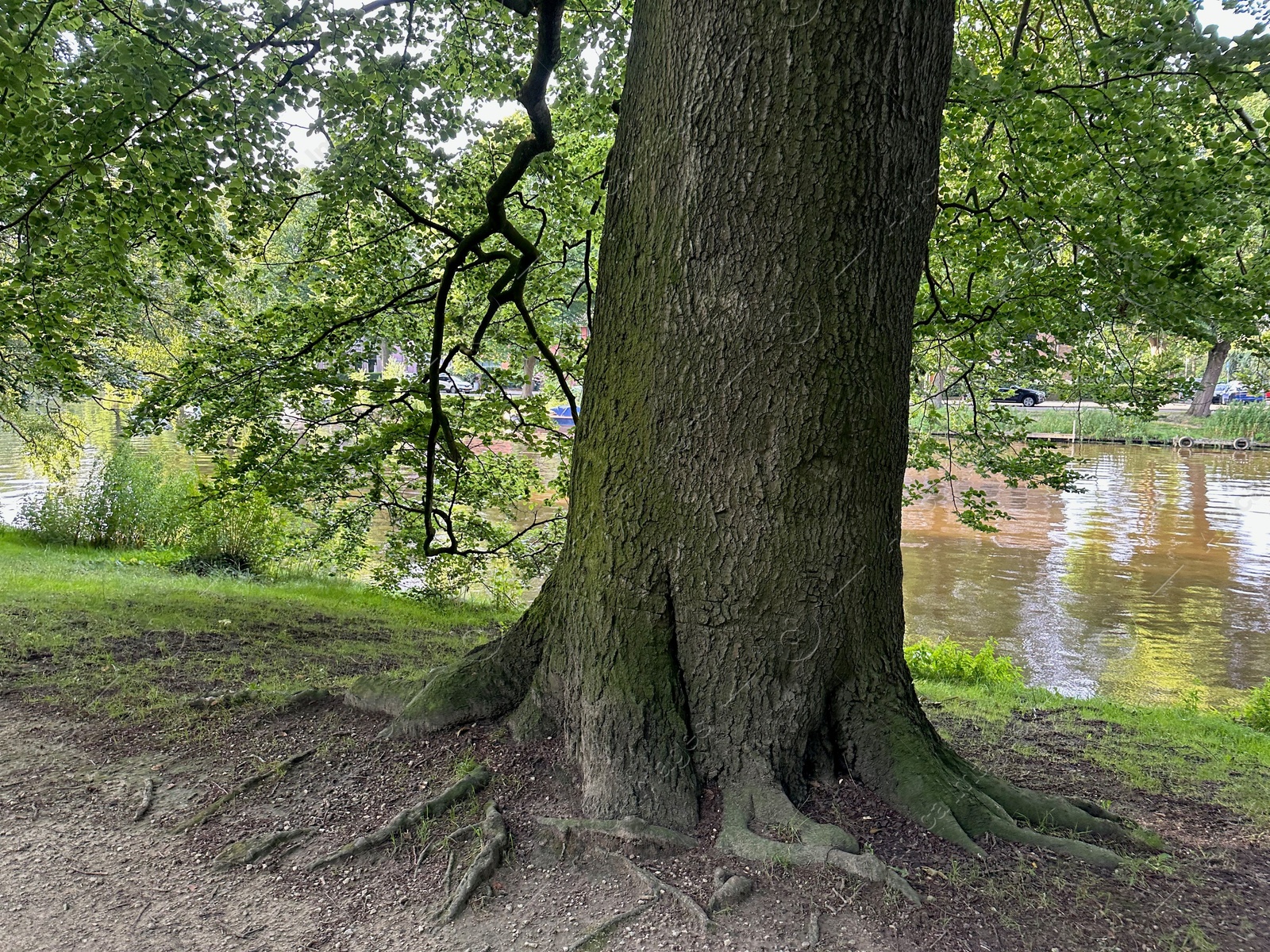 Photo of Beautiful view of park with tree near canal outdoors