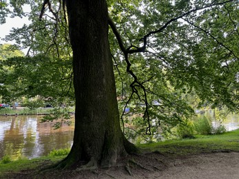 Photo of Beautiful view of park with tree near canal outdoors