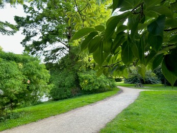 Beautiful view of park with pathway and trees outdoors