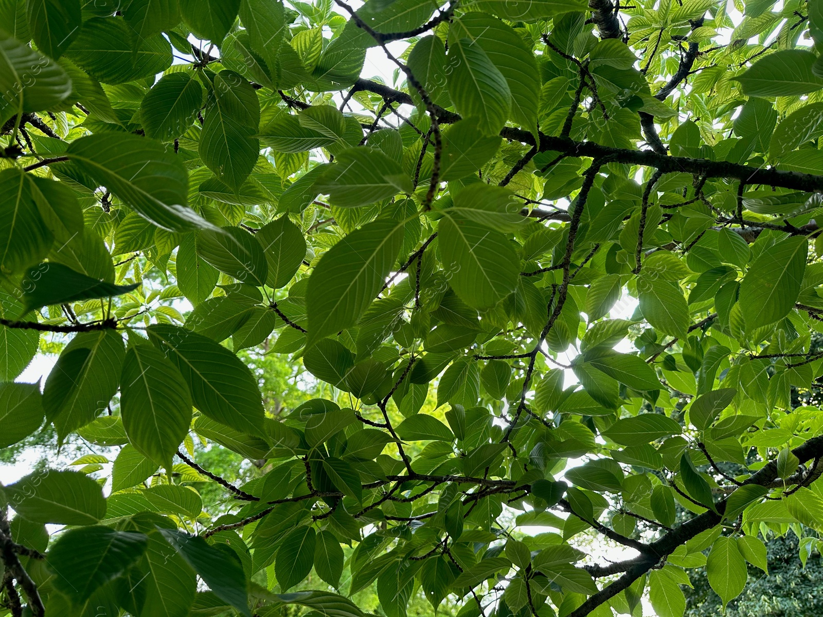 Photo of Tree with green leaves outdoors, low angle view