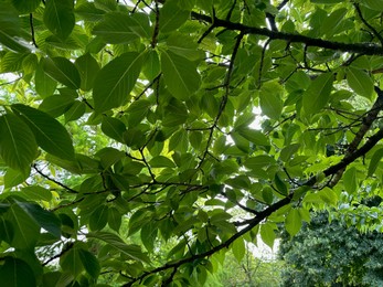 Tree with green leaves outdoors, low angle view