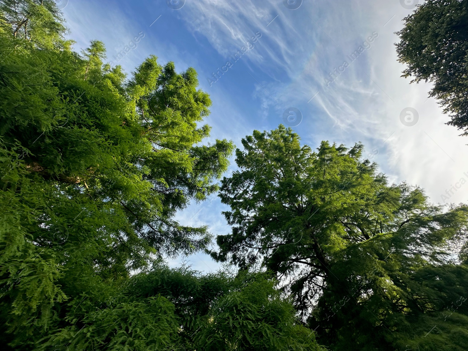 Photo of Beautiful green trees against blue sky, low angle view