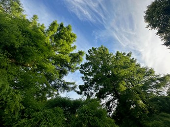 Beautiful green trees against blue sky, low angle view