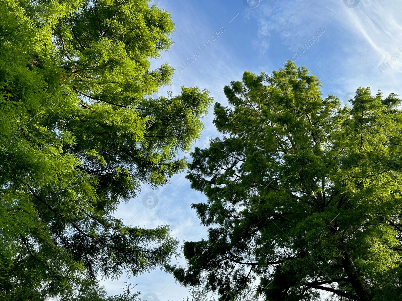 Photo of Beautiful green trees against blue sky, low angle view