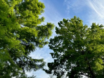 Beautiful green trees against blue sky, low angle view