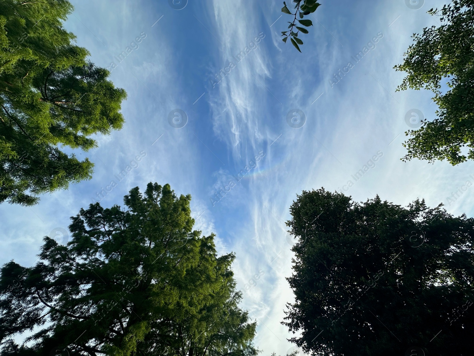 Photo of Beautiful green trees against blue sky, bottom view