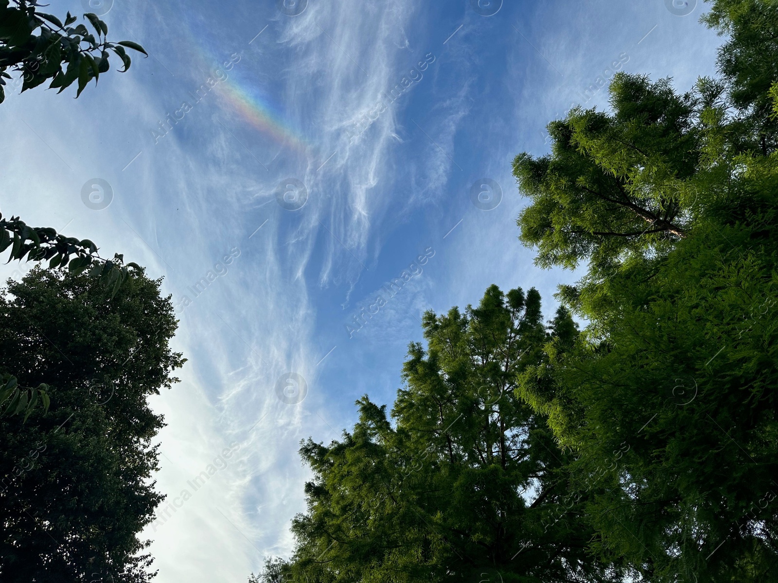 Photo of Green trees against beautiful blue sky with rainbow, bottom view