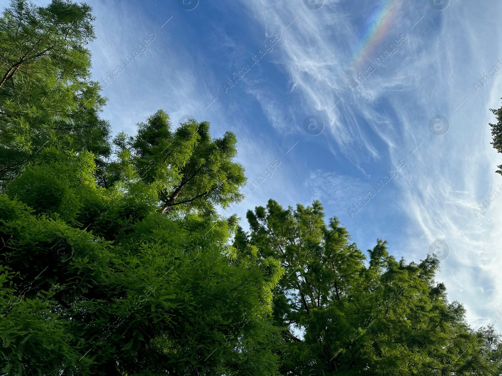 Photo of Green trees against beautiful blue sky with rainbow, low angle view