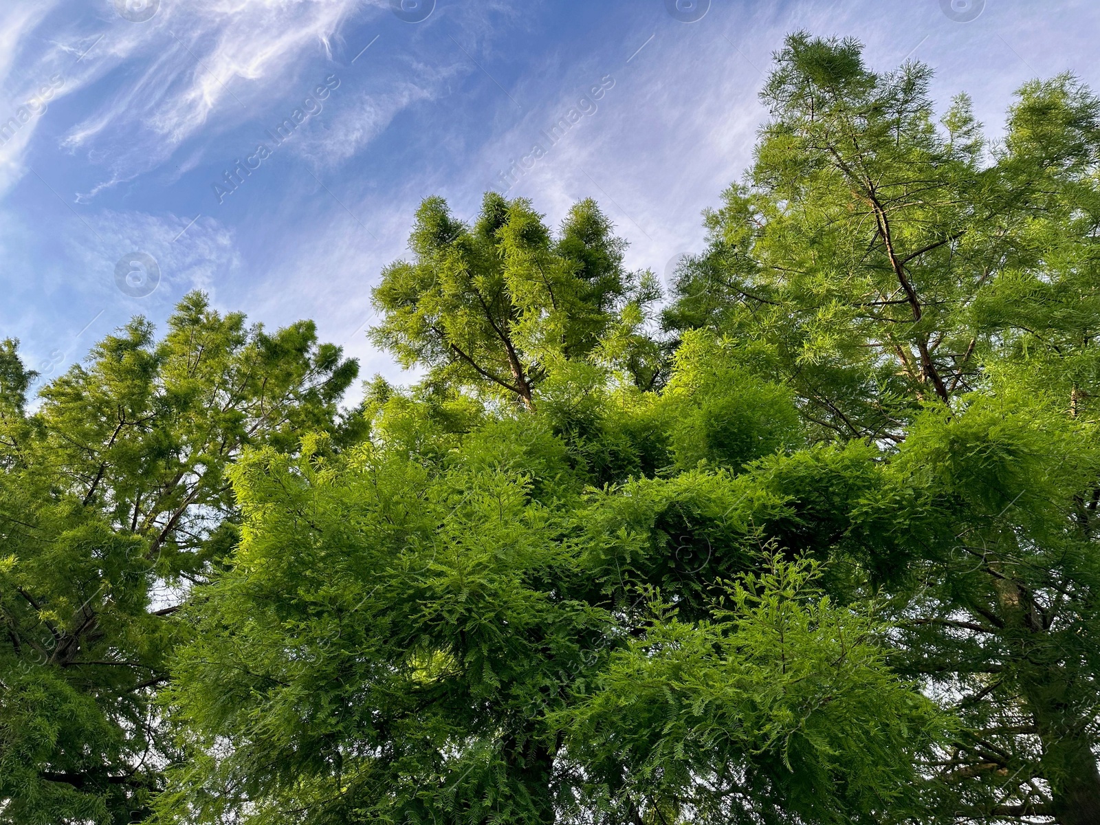 Photo of Beautiful green trees against blue sky, low angle view