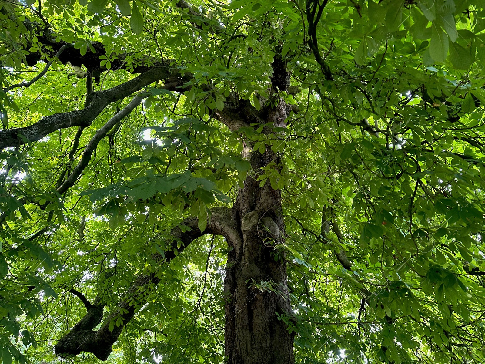 Photo of Tree with green leaves outdoors, low angle view