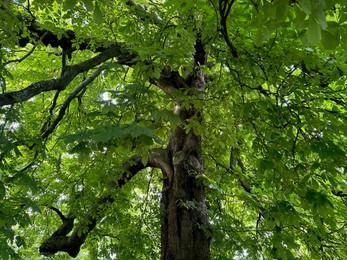 Tree with green leaves outdoors, low angle view