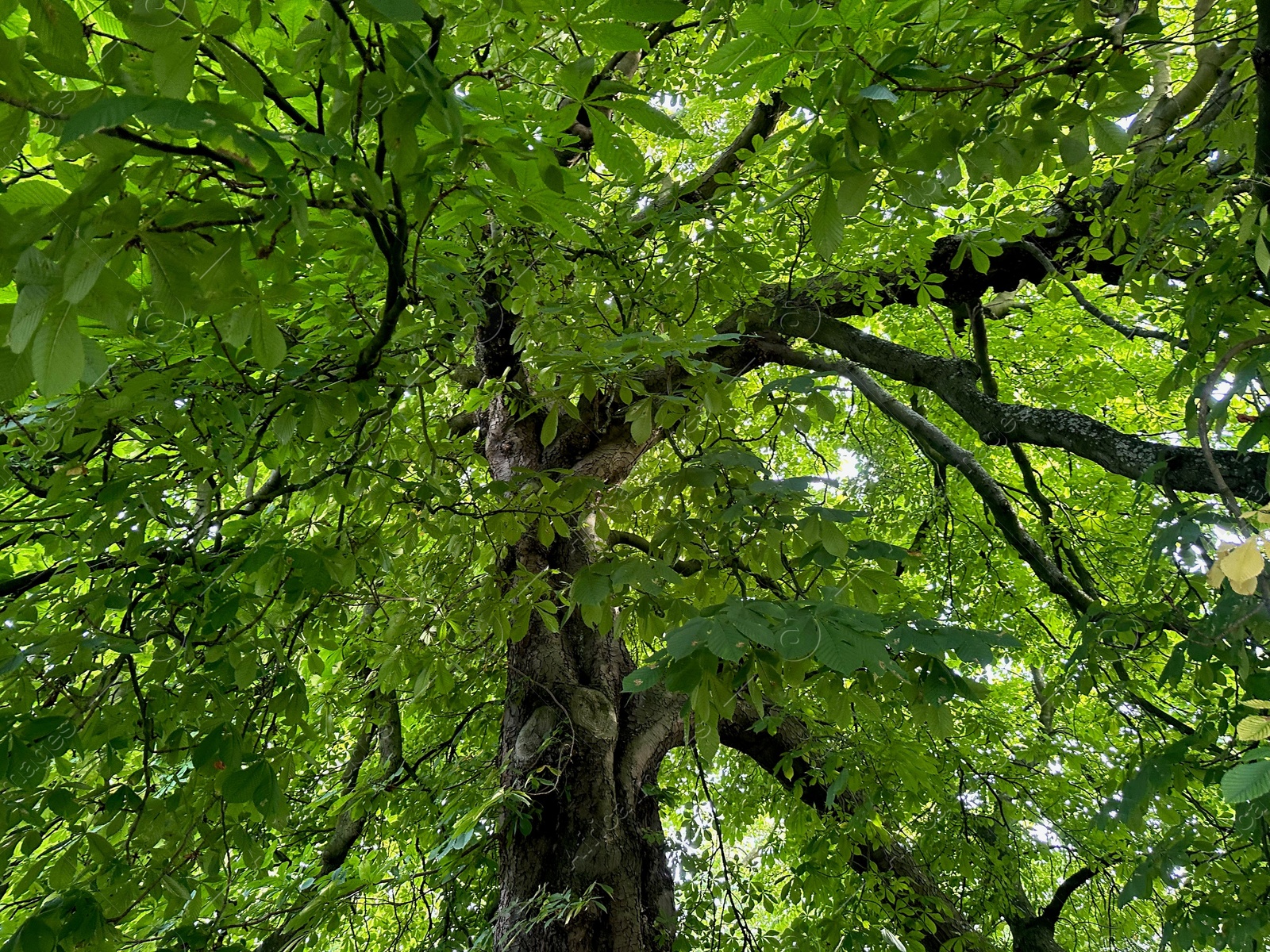 Photo of Tree with green leaves outdoors, low angle view