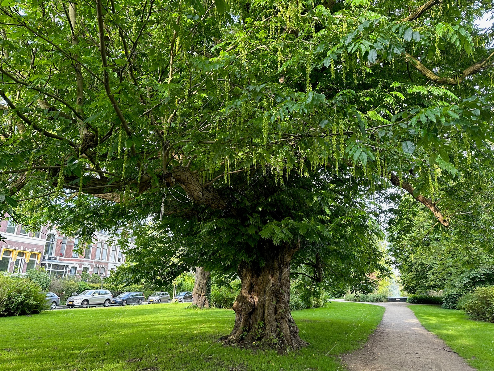 Photo of Beautiful view of park with pathway and trees outdoors