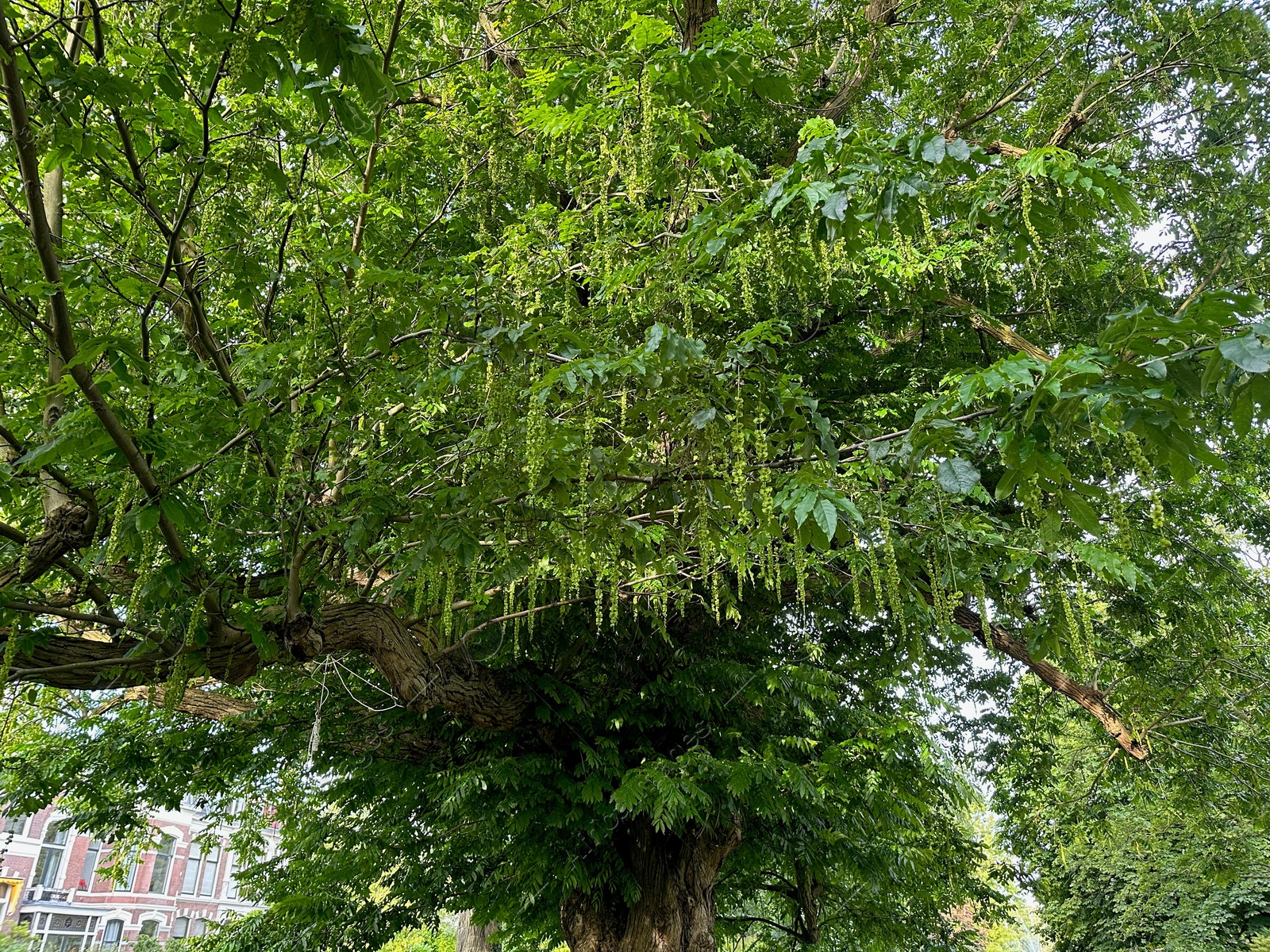 Photo of Tree with green leaves outdoors, low angle view