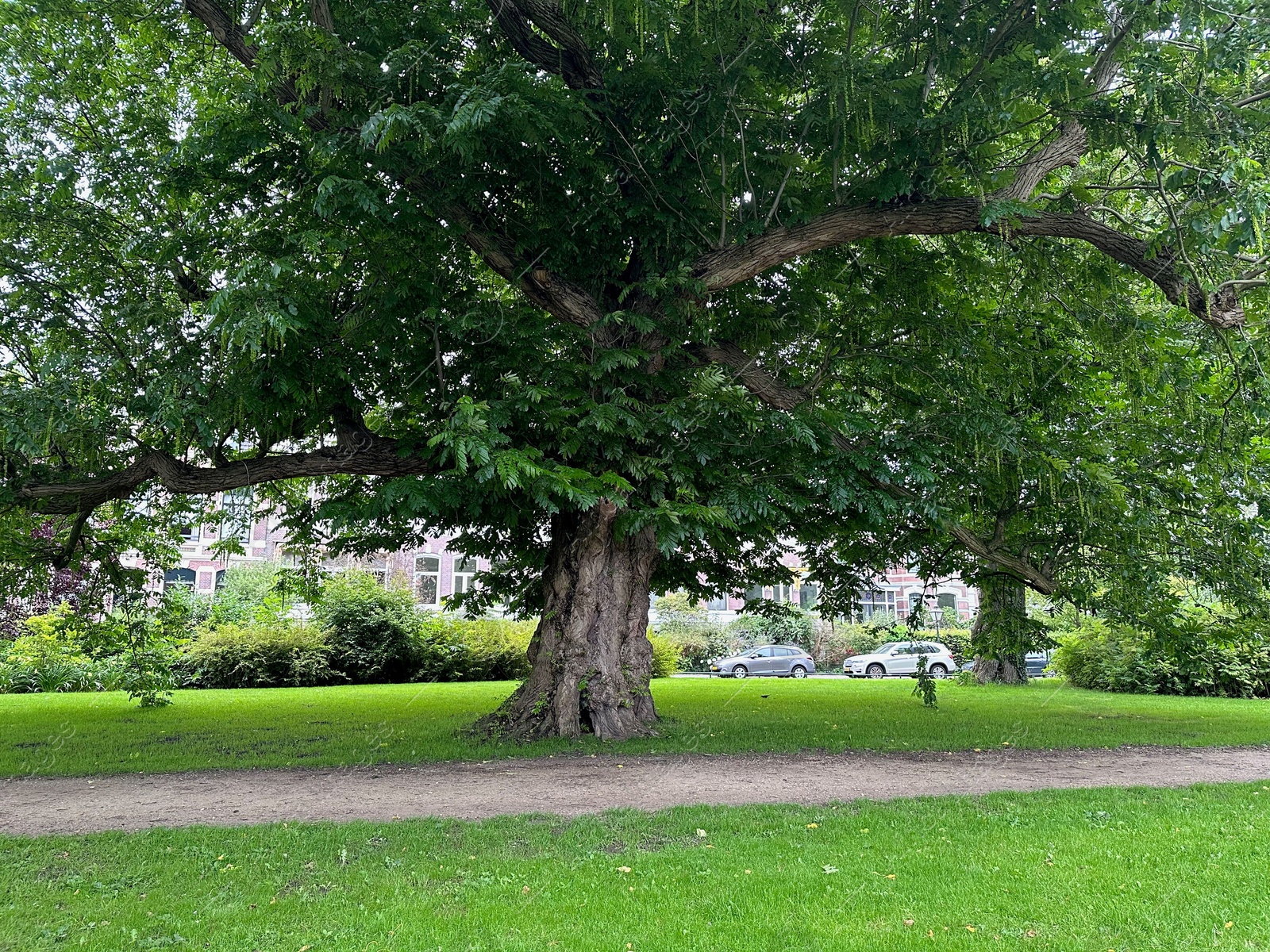 Photo of Beautiful view of park with pathway and trees outdoors