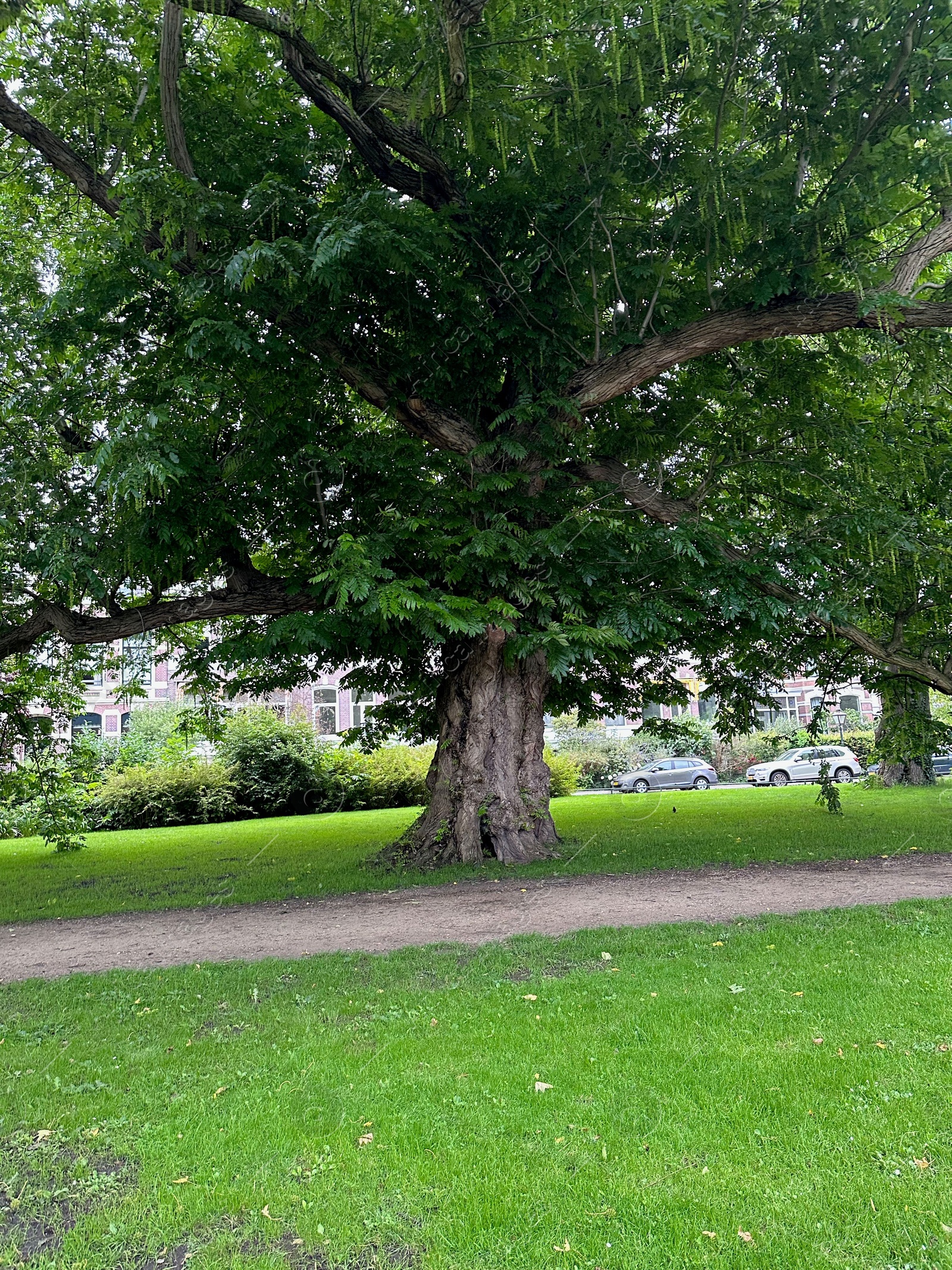 Photo of Beautiful view of park with pathway and trees outdoors