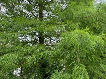 Photo of Beautiful view of green tree with branches outdoors