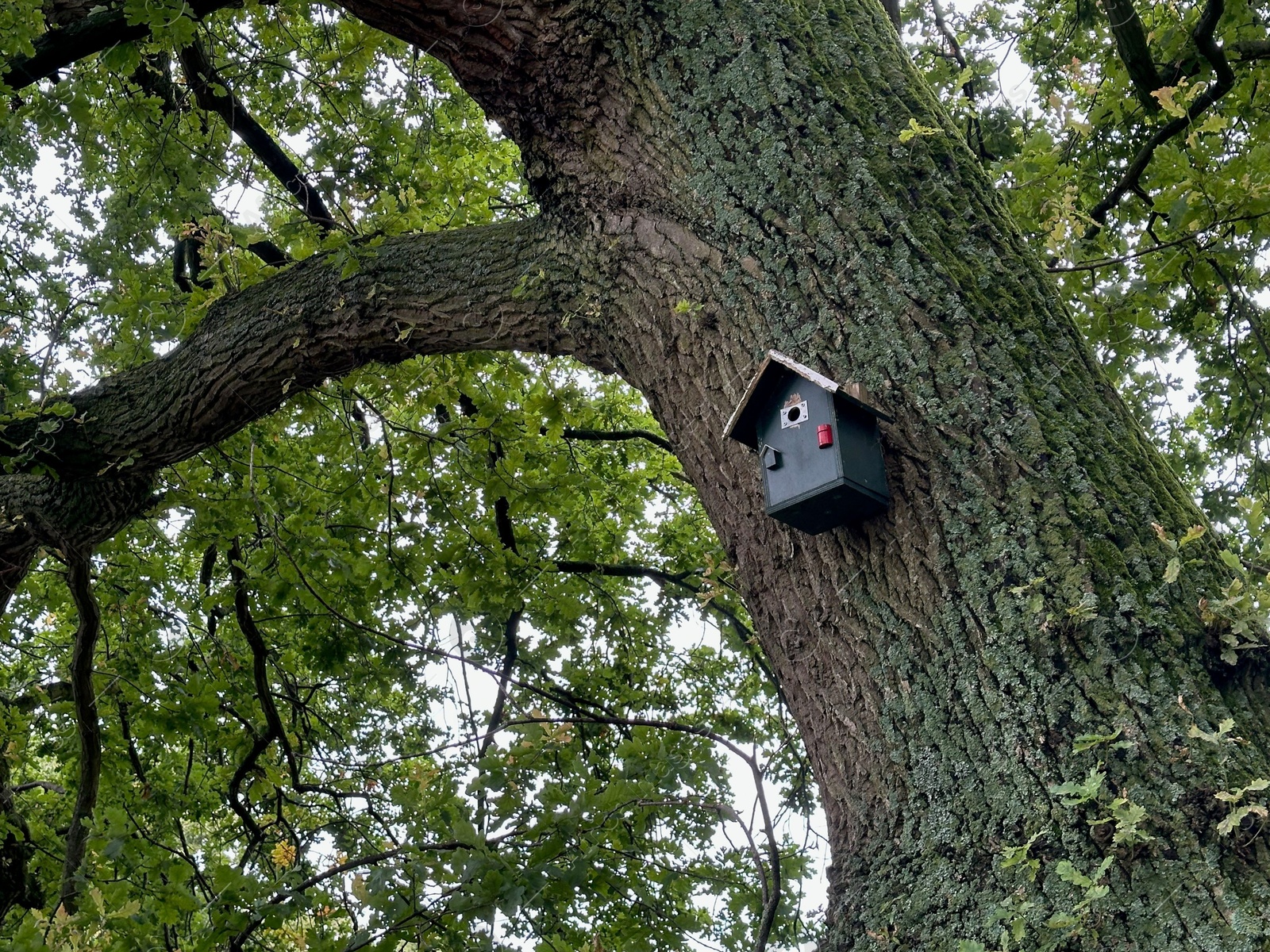 Photo of Bird feeder on tree in park, low angle view