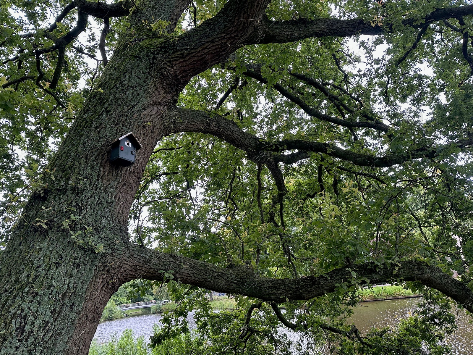 Photo of Bird feeder on tree in park, low angle view