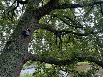 Photo of Bird feeder on tree in park, low angle view