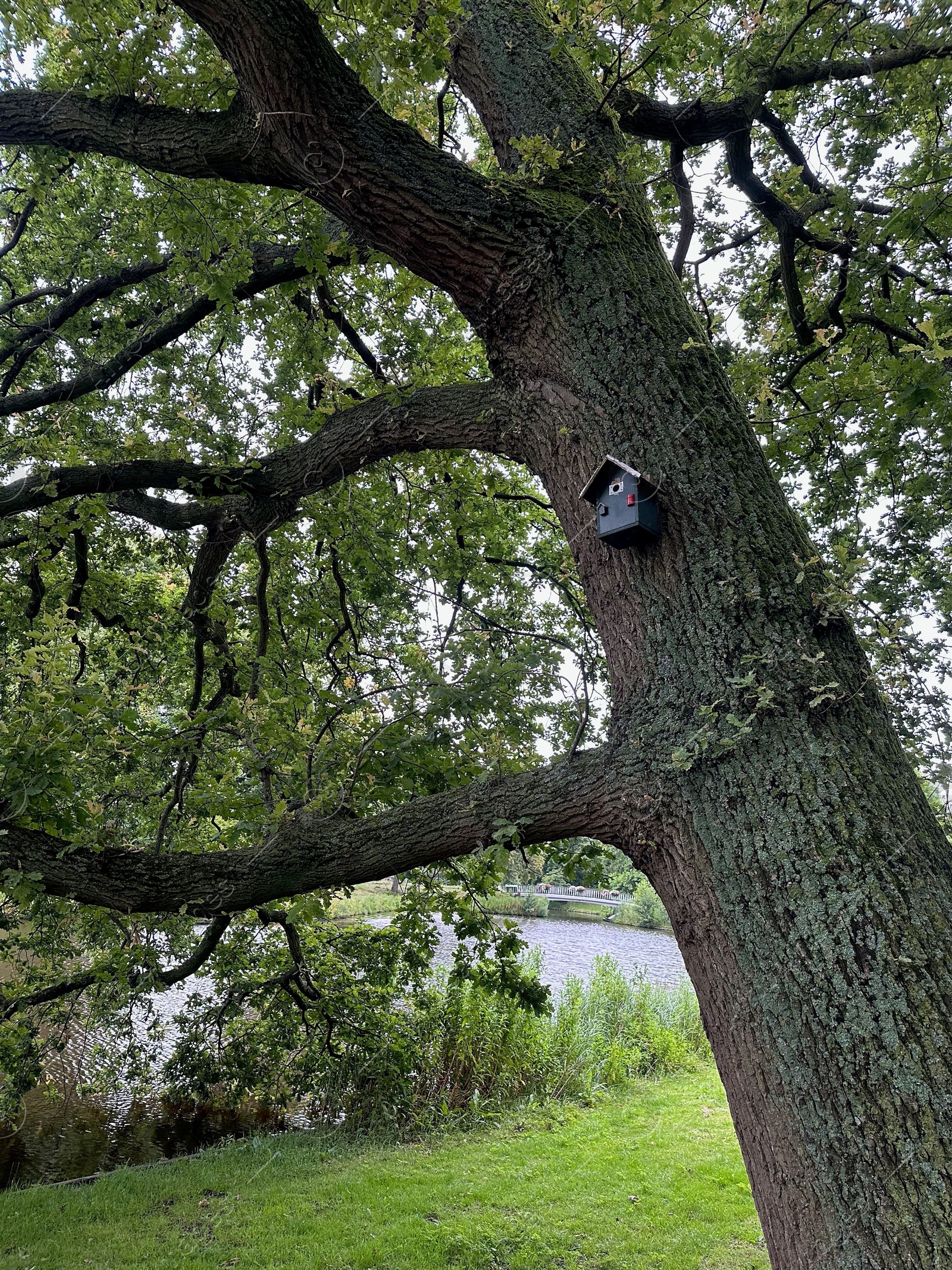 Photo of Bird feeder on tree in park outdoors