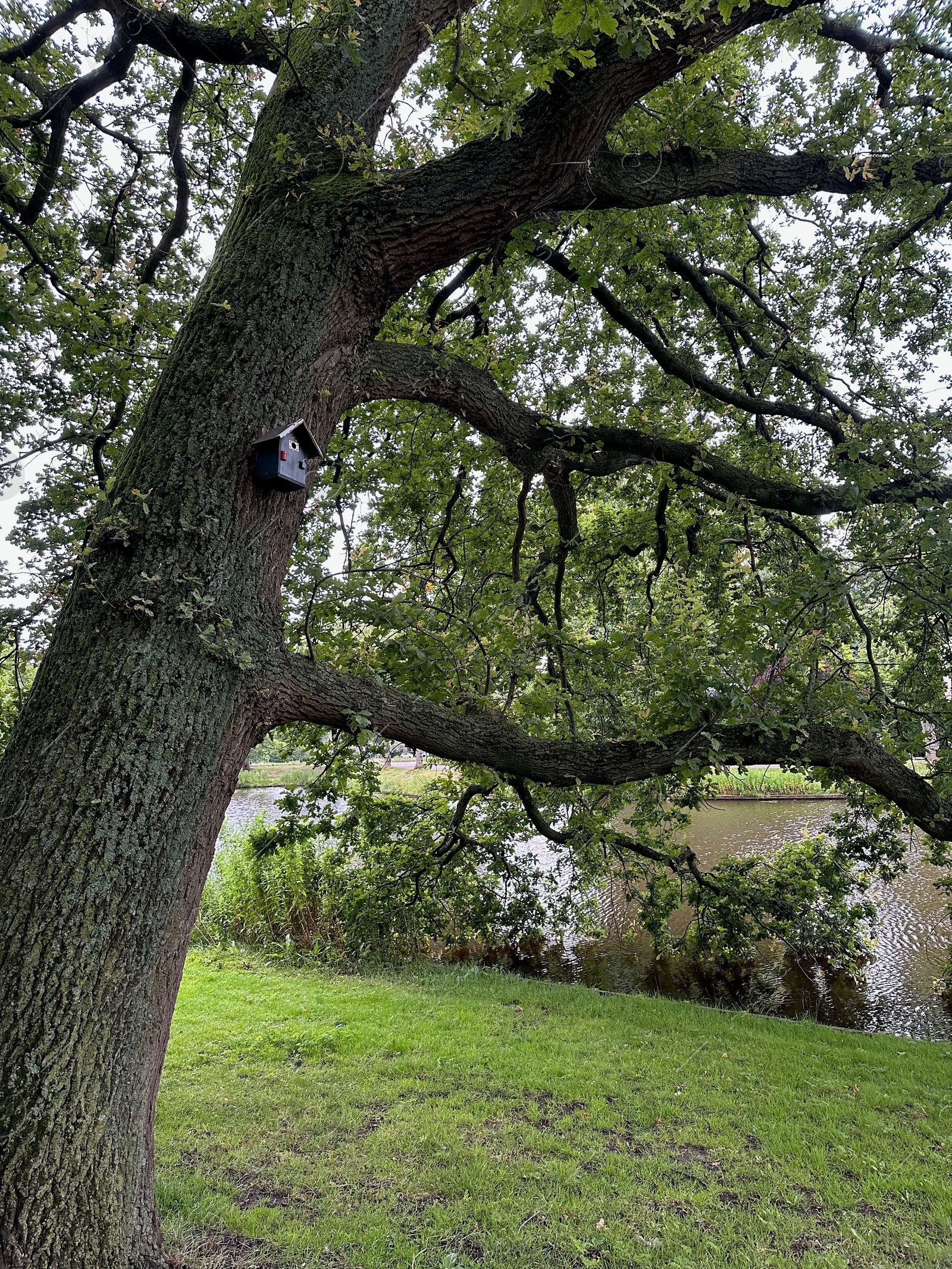 Photo of Bird feeder on tree in park outdoors