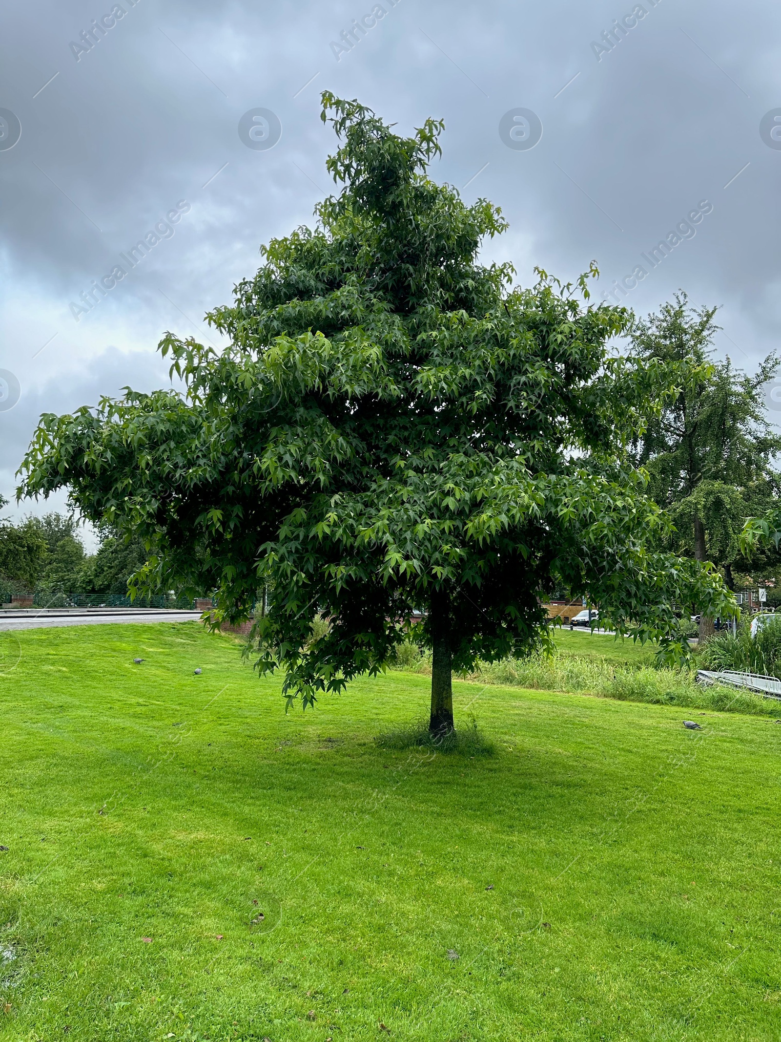 Photo of Picturesque view of park with beautiful trees