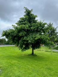 Photo of Picturesque view of park with beautiful trees