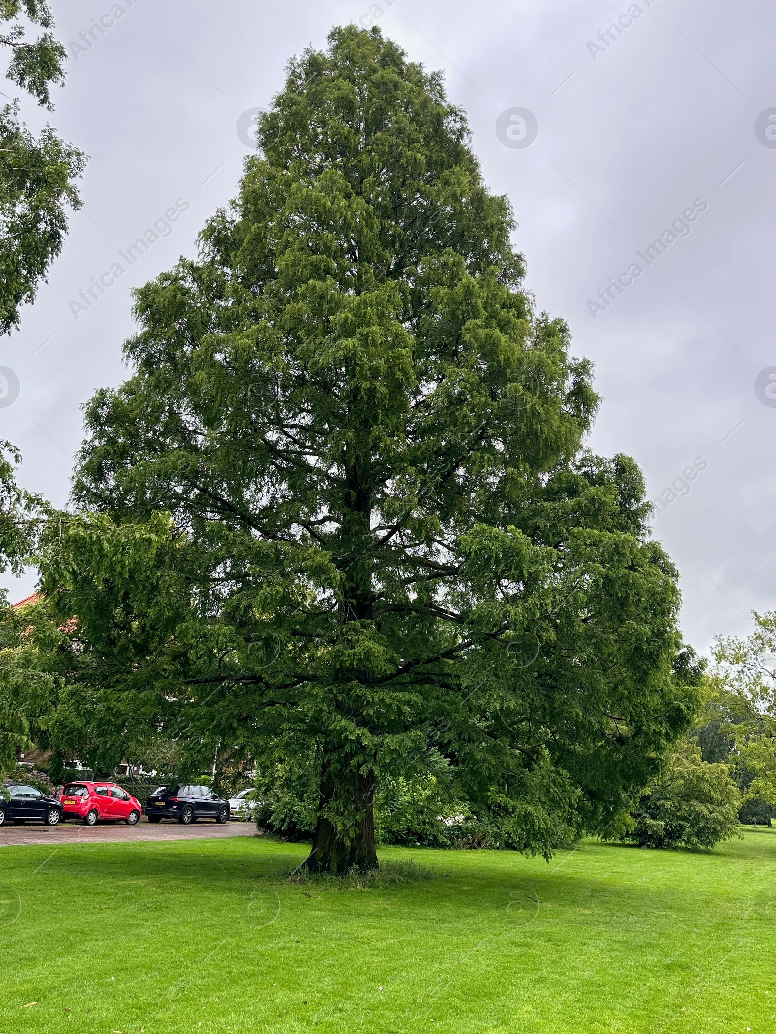 Photo of Picturesque view of park with beautiful trees