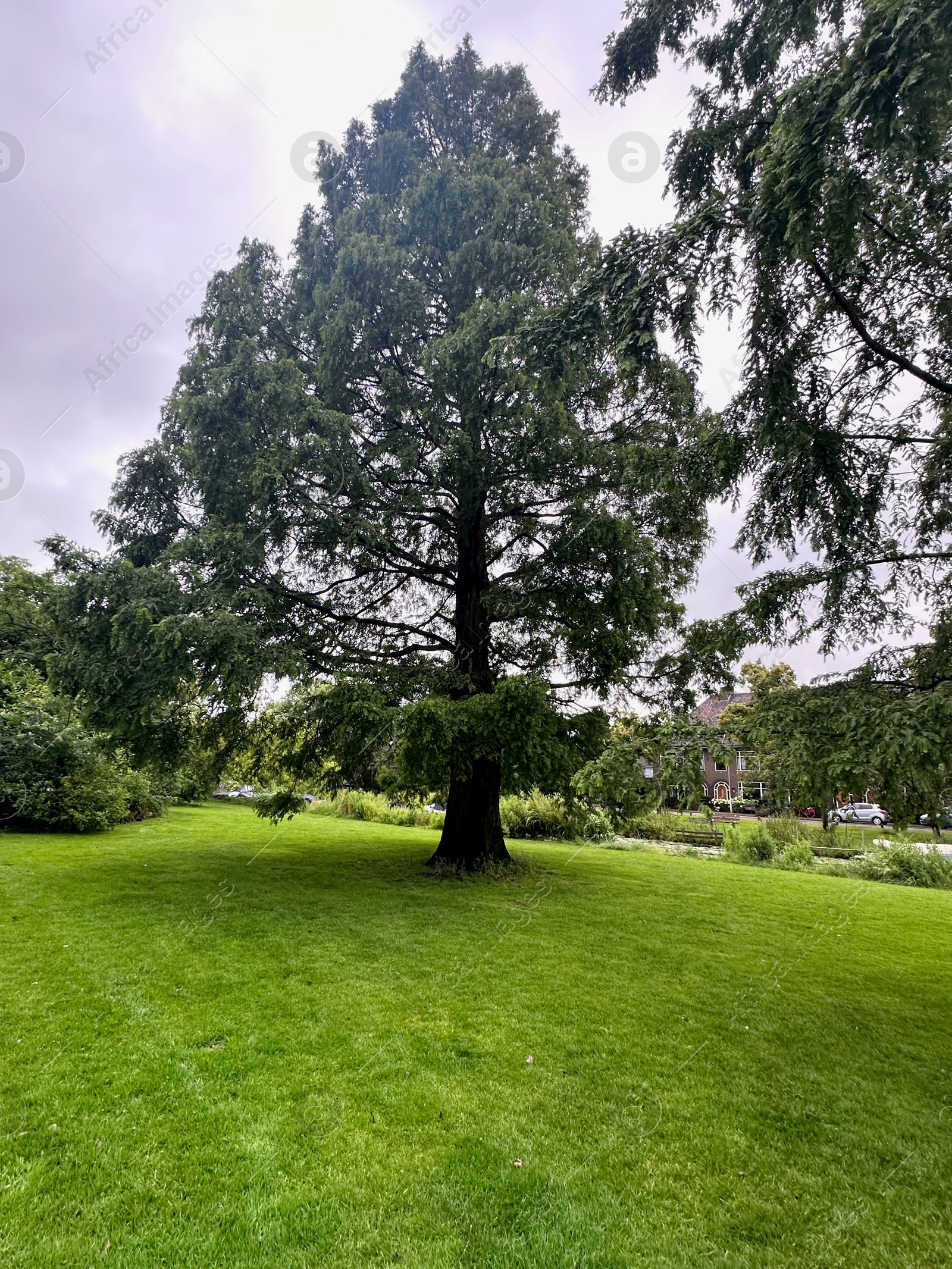 Photo of Picturesque view of park with beautiful trees