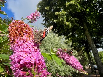 Photo of Butterflies on bush with lilac flowers outdoors, low angle view