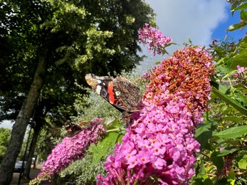 Photo of Butterflies on bush with lilac flowers outdoors, low angle view