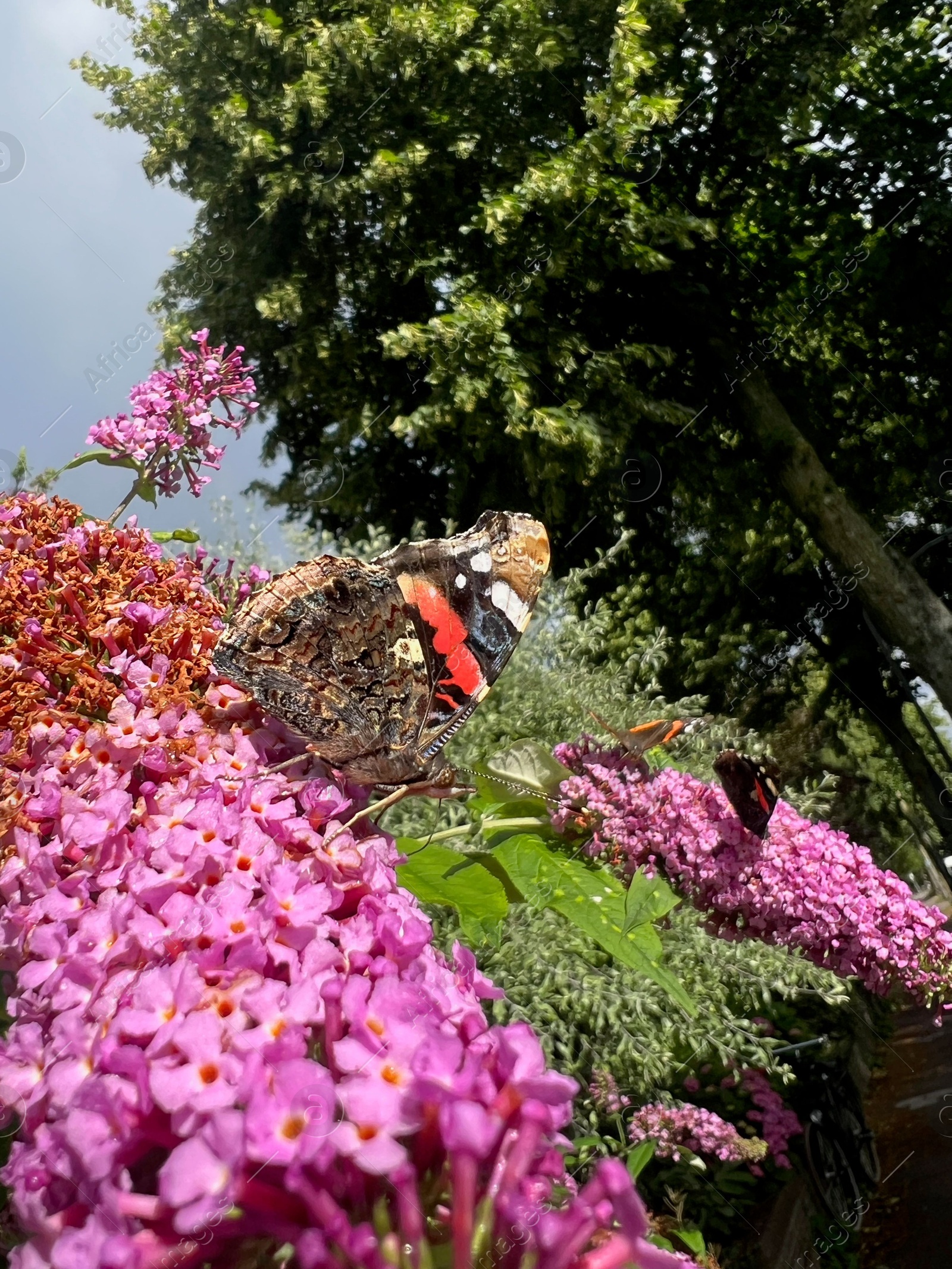 Photo of Butterflies on bush with lilac flowers outdoors, low angle view