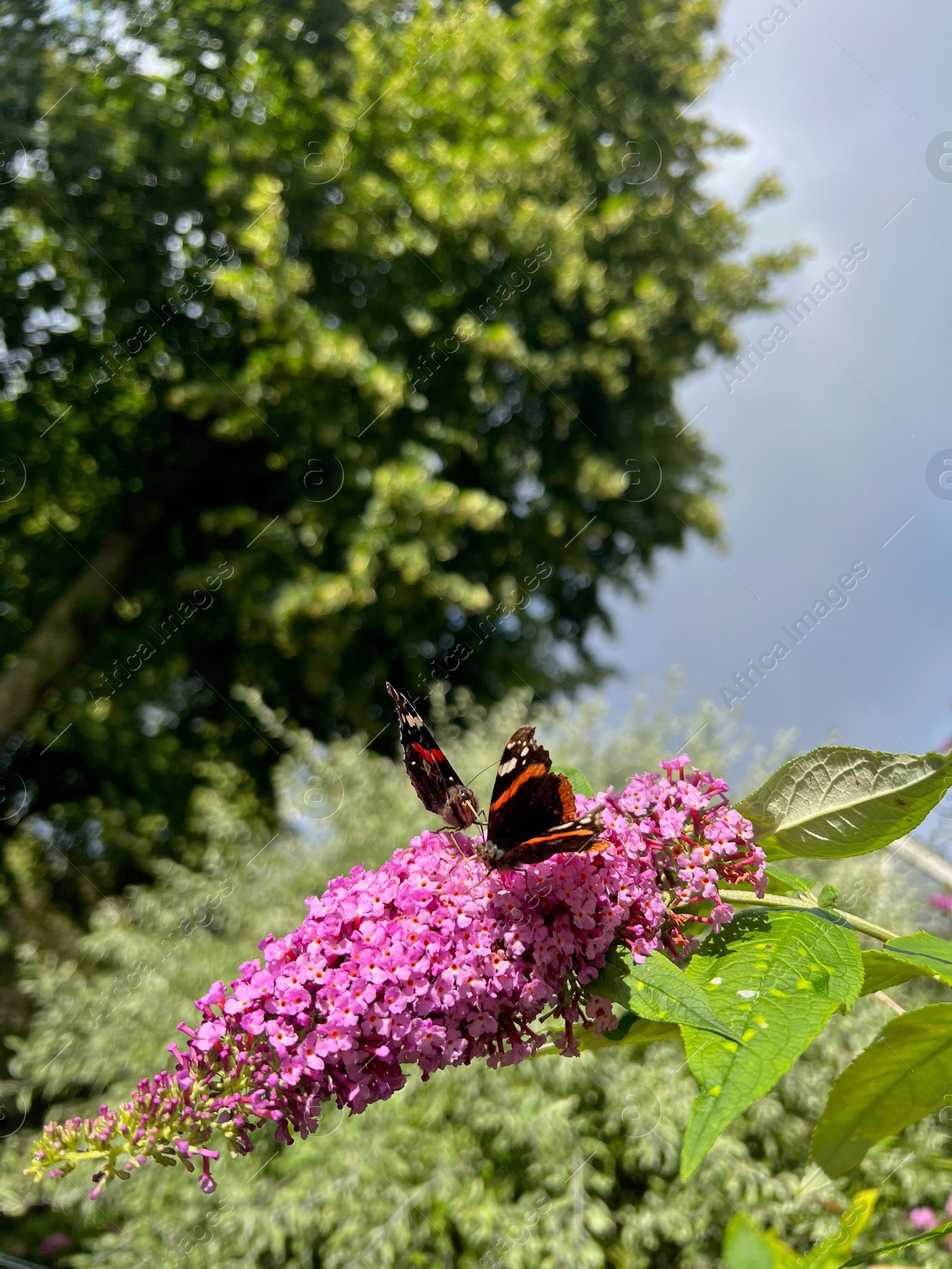 Photo of Butterflies on bush with lilac flowers outdoors