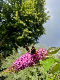 Photo of Butterflies on bush with lilac flowers outdoors