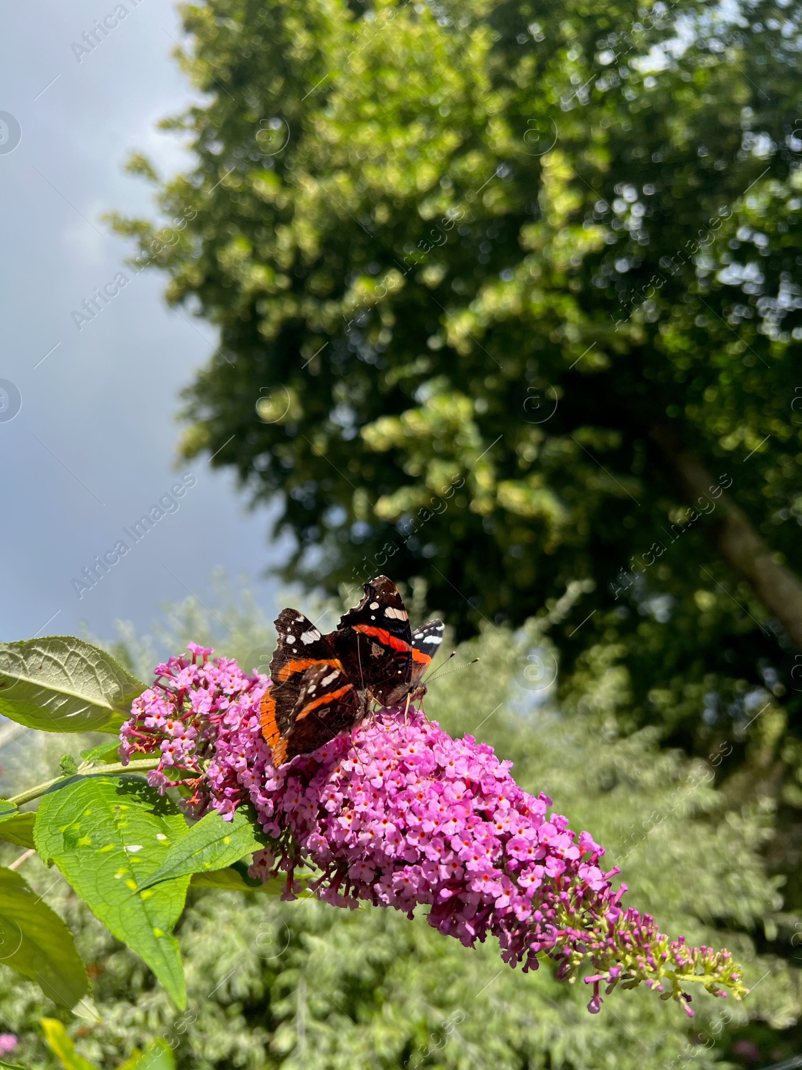 Photo of Butterflies on bush with lilac flowers outdoors