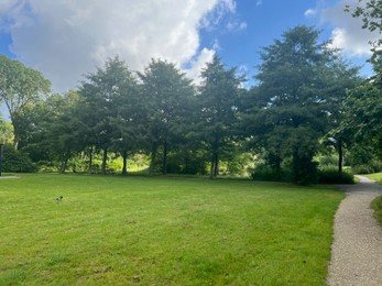 Photo of Picturesque view of park with trees in summer