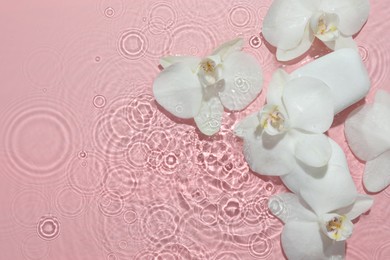 Photo of Beautiful orchid flowers in water and spa stones on pink background, flat lay. Space for text