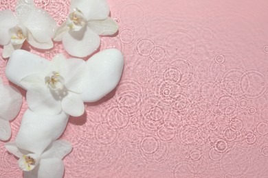 Beautiful orchid flowers in water and spa stones on pink background, flat lay. Space for text