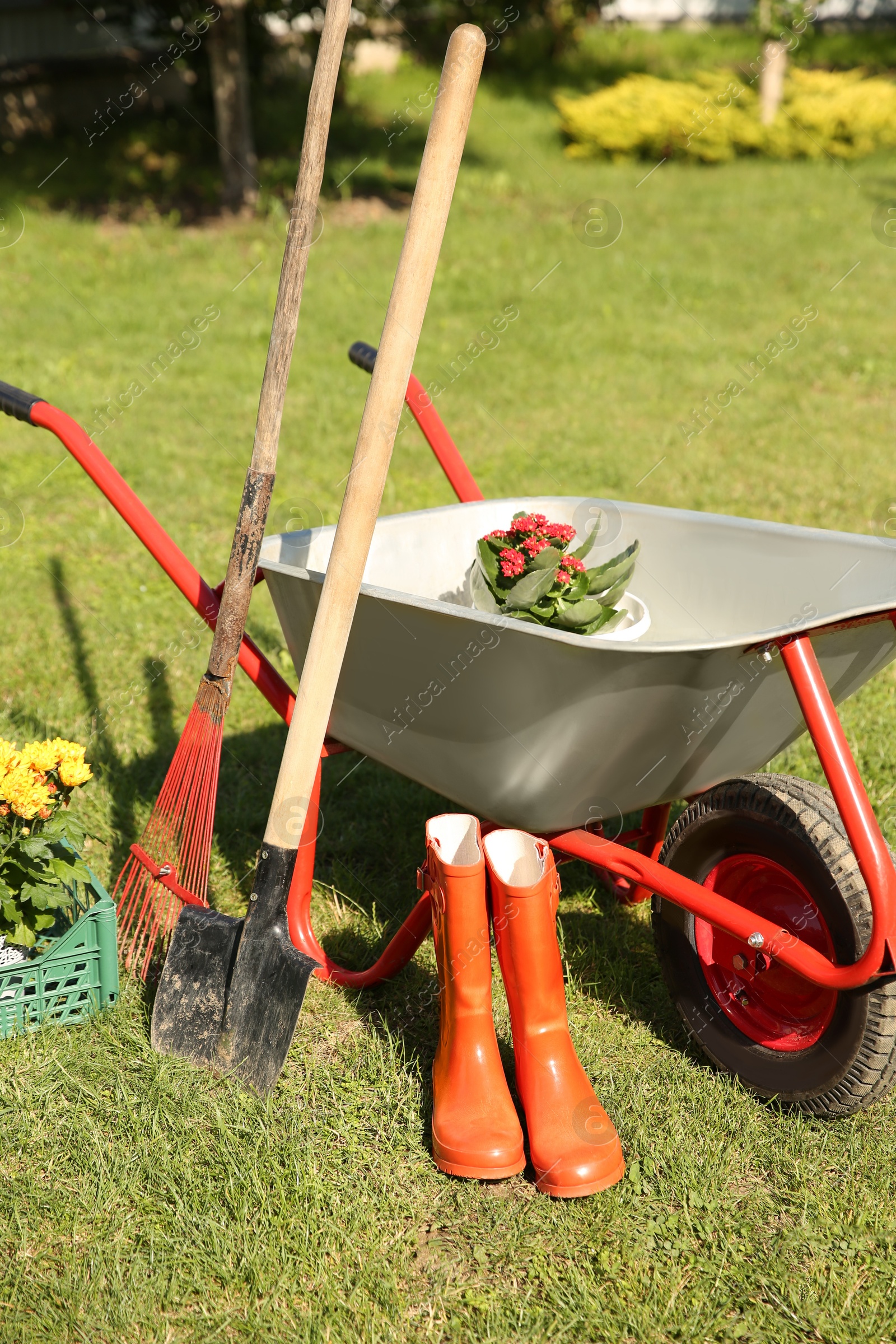 Photo of Wheelbarrow with different beautiful flowers, rubber boots and gardening tools outdoors