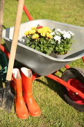 Photo of Wheelbarrow with different beautiful flowers, rubber boots and gardening tools outdoors