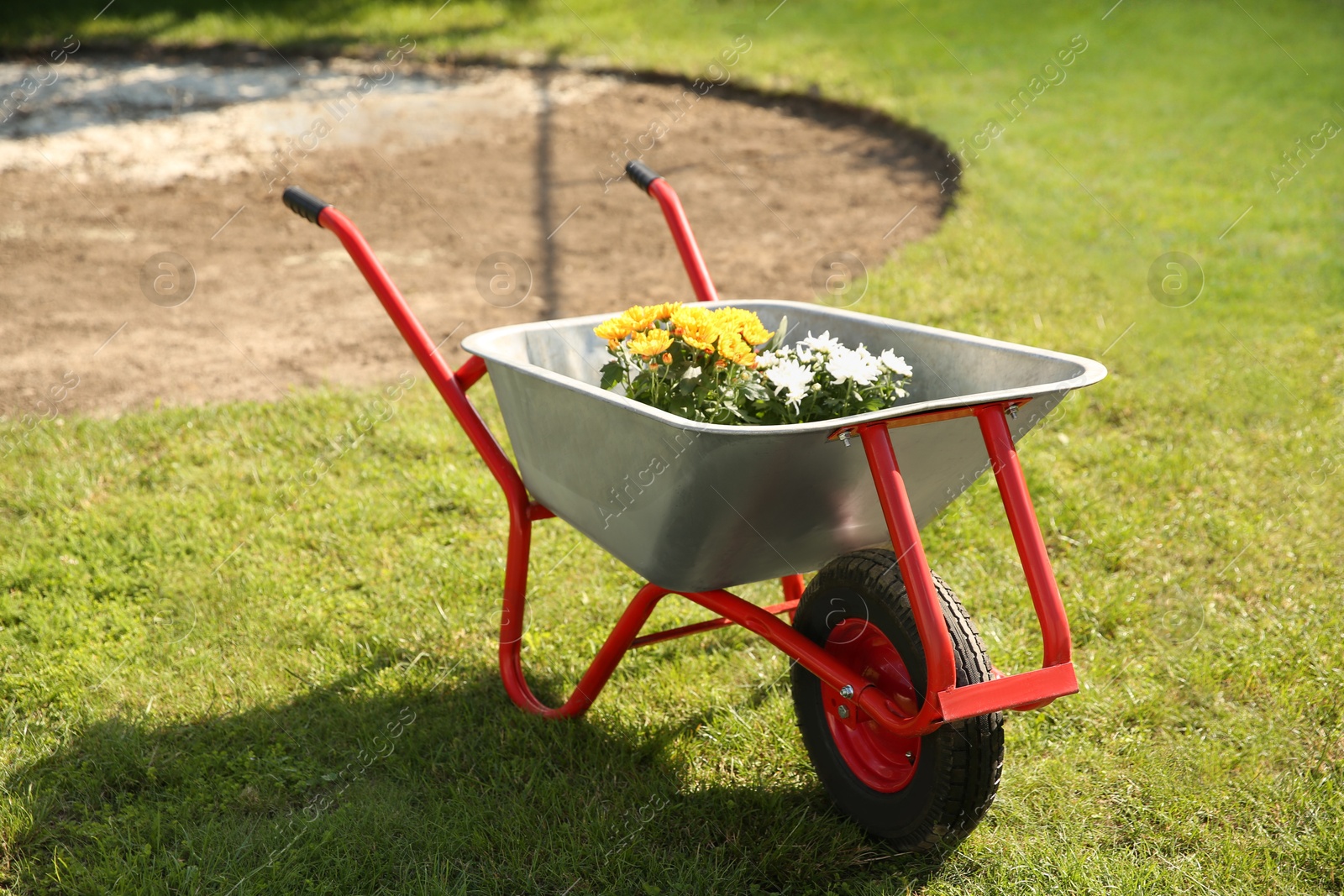 Photo of Wheelbarrow with different beautiful flowers on green grass outdoors