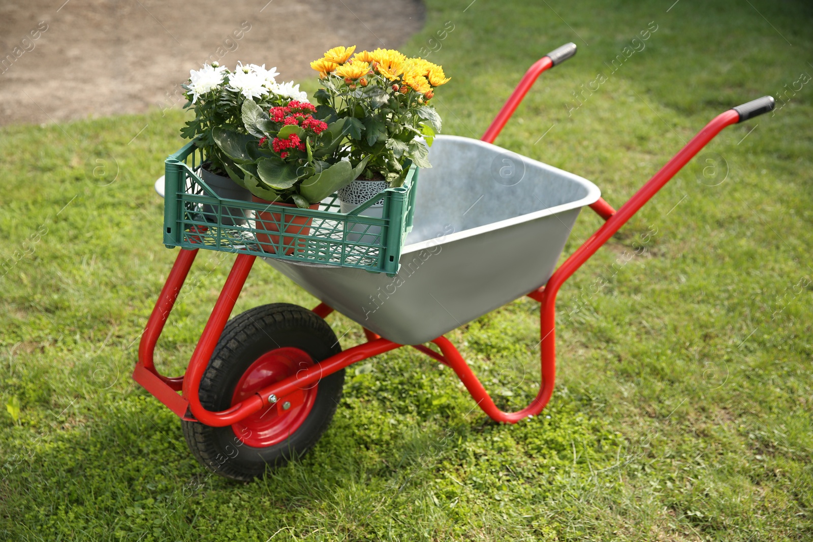 Photo of Wheelbarrow with crate of different beautiful flowers on green grass outdoors