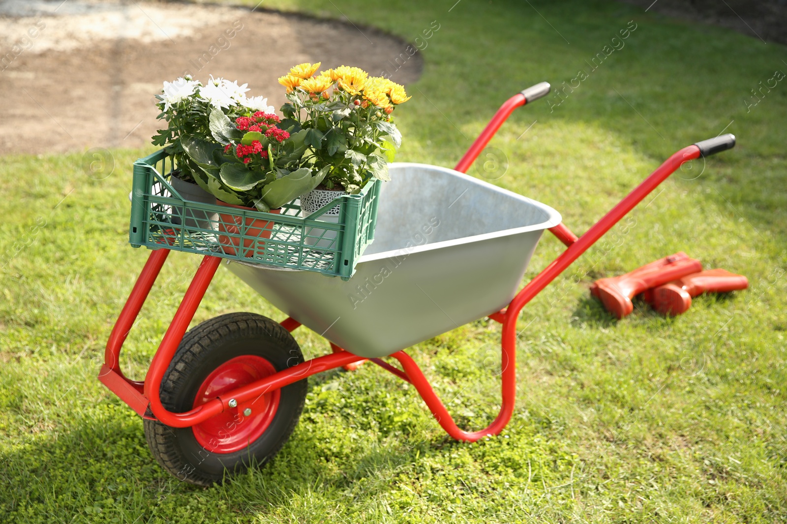 Photo of Wheelbarrow with crate of different beautiful flowers on green grass outdoors