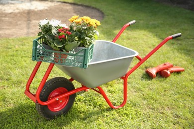 Wheelbarrow with crate of different beautiful flowers on green grass outdoors