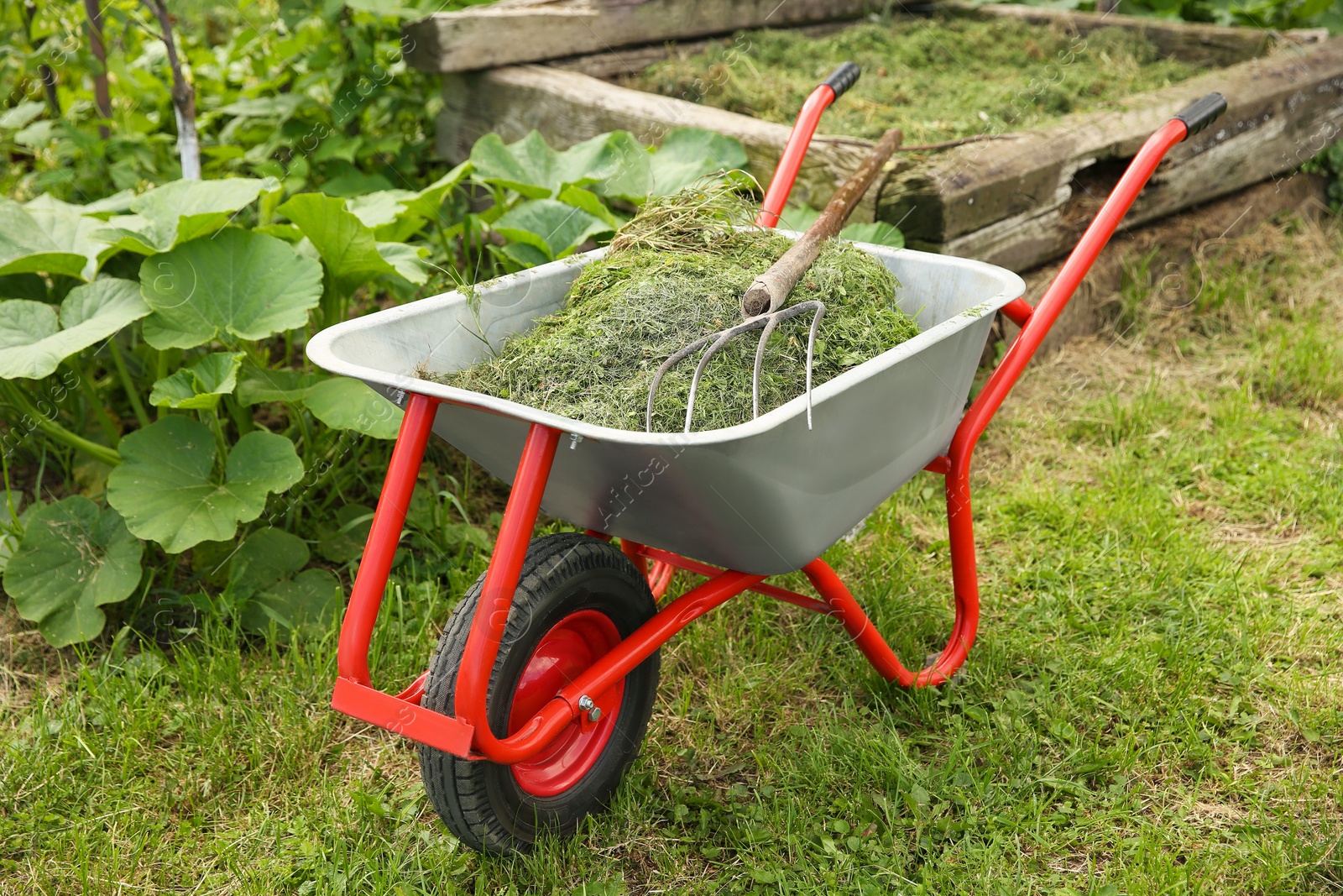 Photo of Wheelbarrow with mown grass and pitchfork outdoors