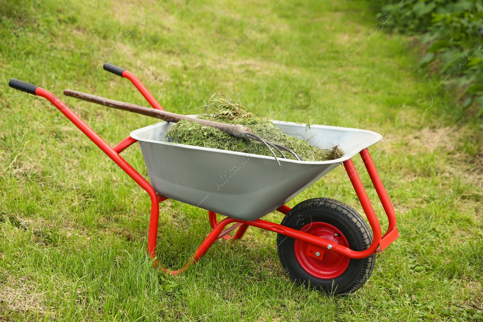 Photo of Wheelbarrow with mown grass and pitchfork outdoors