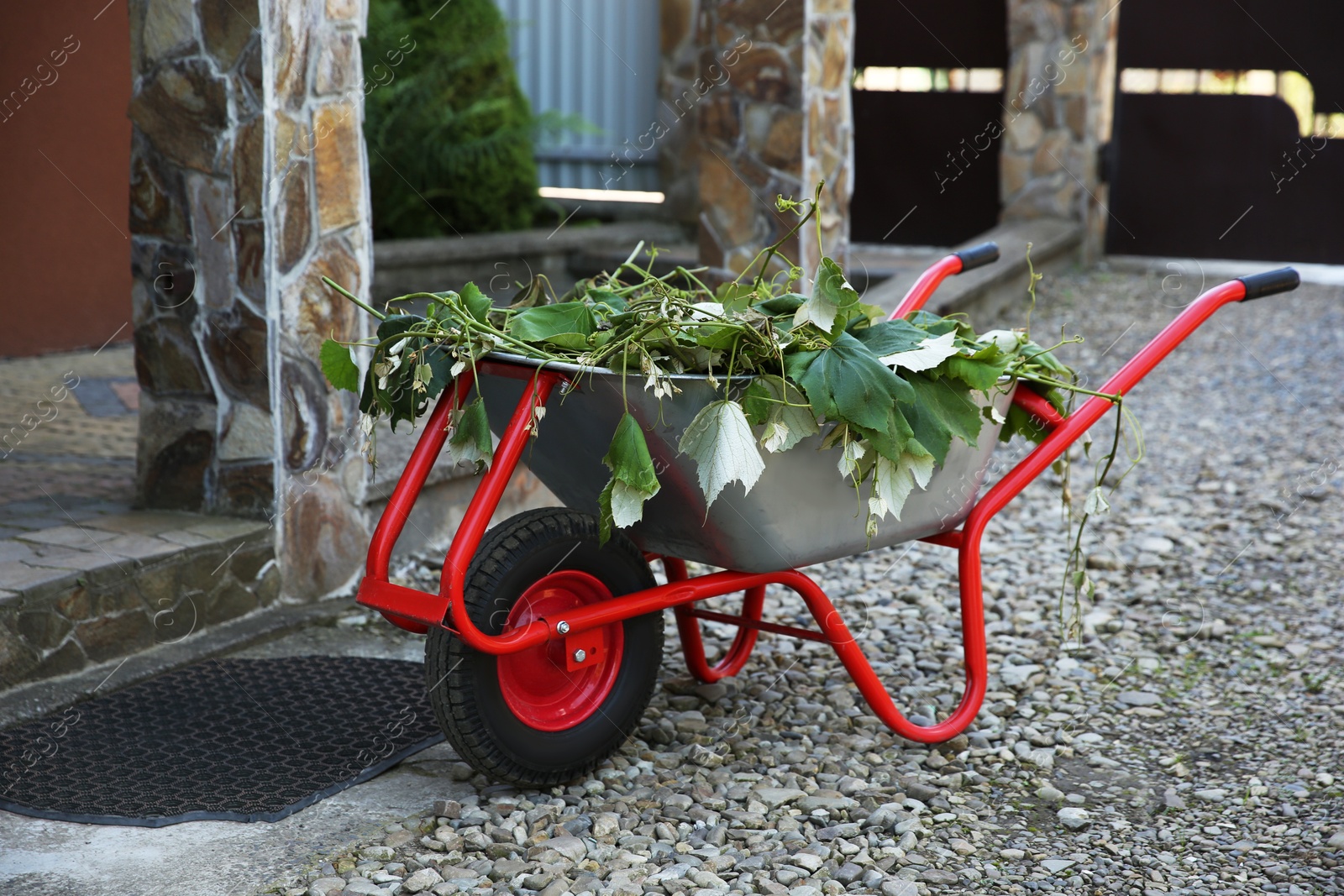 Photo of Metal wheelbarrow with green wilted leaves outdoors