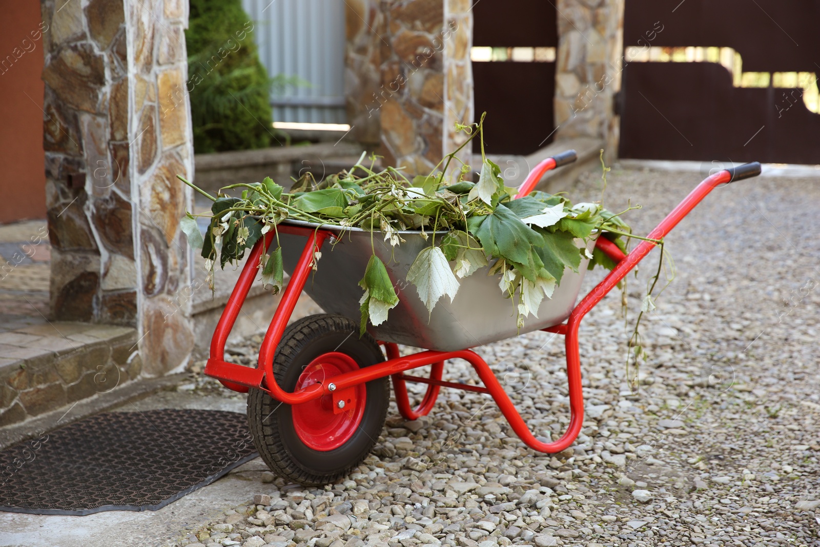 Photo of Metal wheelbarrow with green wilted leaves outdoors