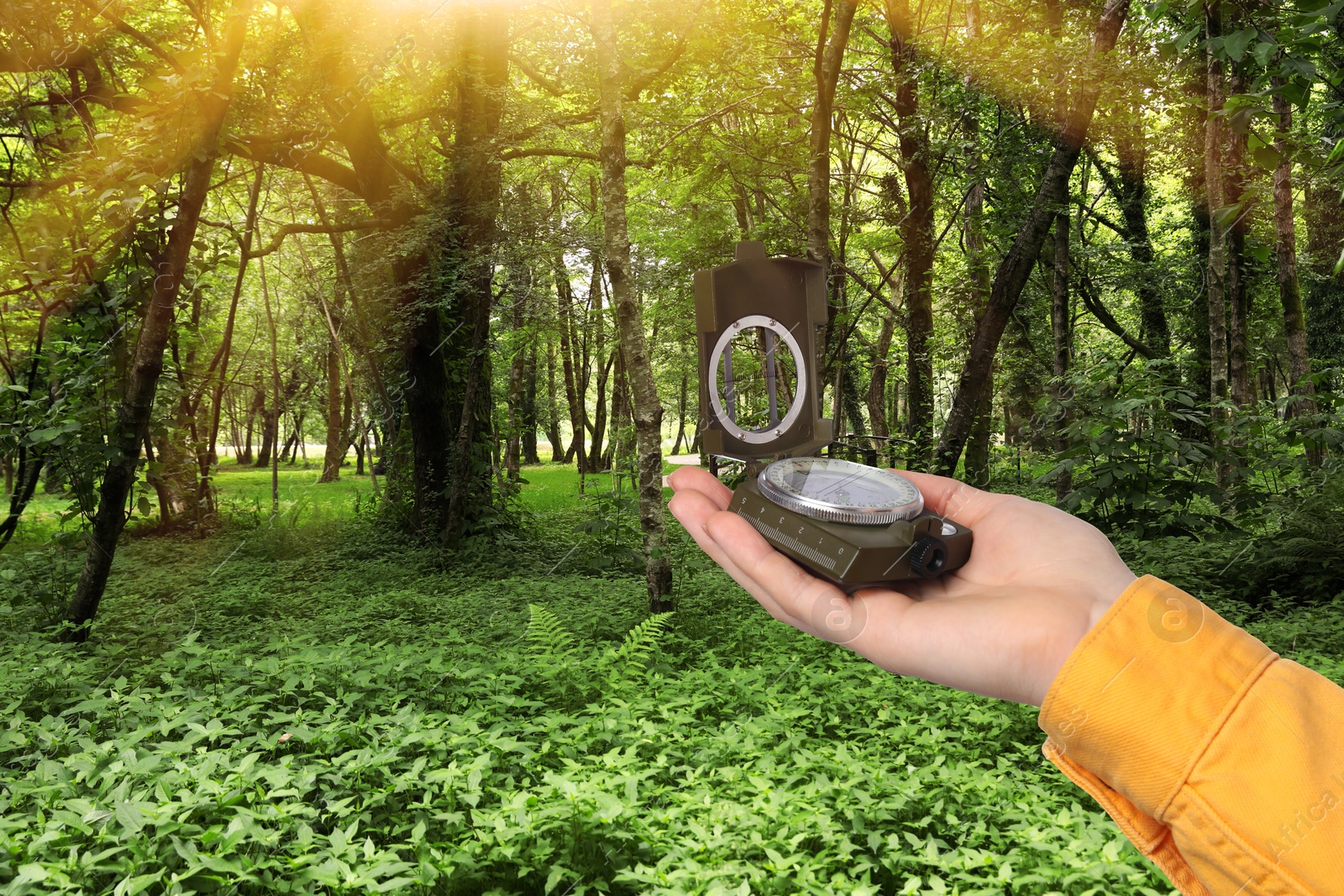 Image of Woman holding compass in lush forest, closeup